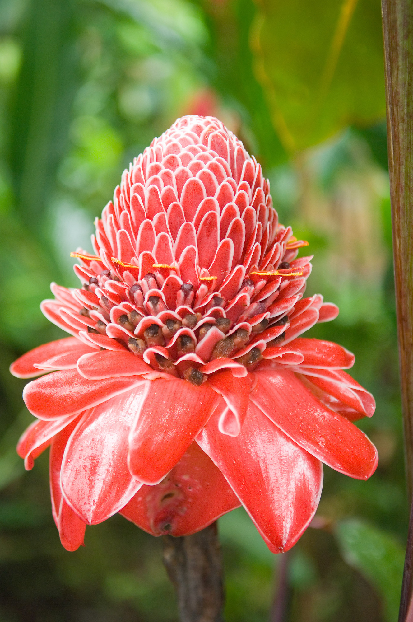 Large Red Flower