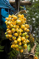 Savory Yellow Fruit