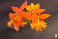 Fire Star Orchid