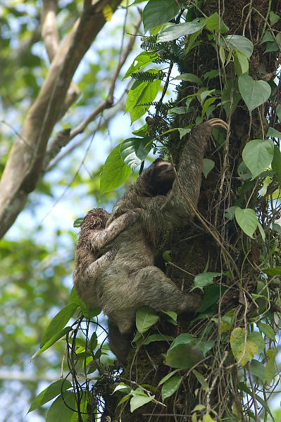 Three Toed Sloth Climbing