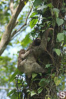 Three Toed Sloth Climbing