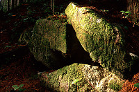 Rocks with Mushrooms on Them