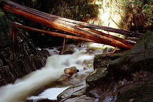 Wood Over River