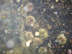 Green Sea Eurchins