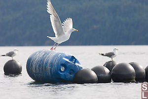 Gulls Taking Flight