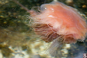 Lions Mane Jelly Near Shore