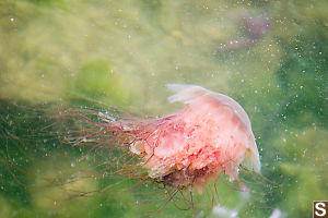 Lions Mane Jelly Open Water