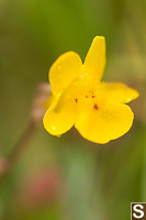 Monkey Flower