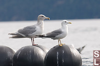 Two Gulls On Floats