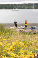 Yellow Flowers On Shore