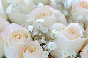 Pink Roses With Baby's Breath