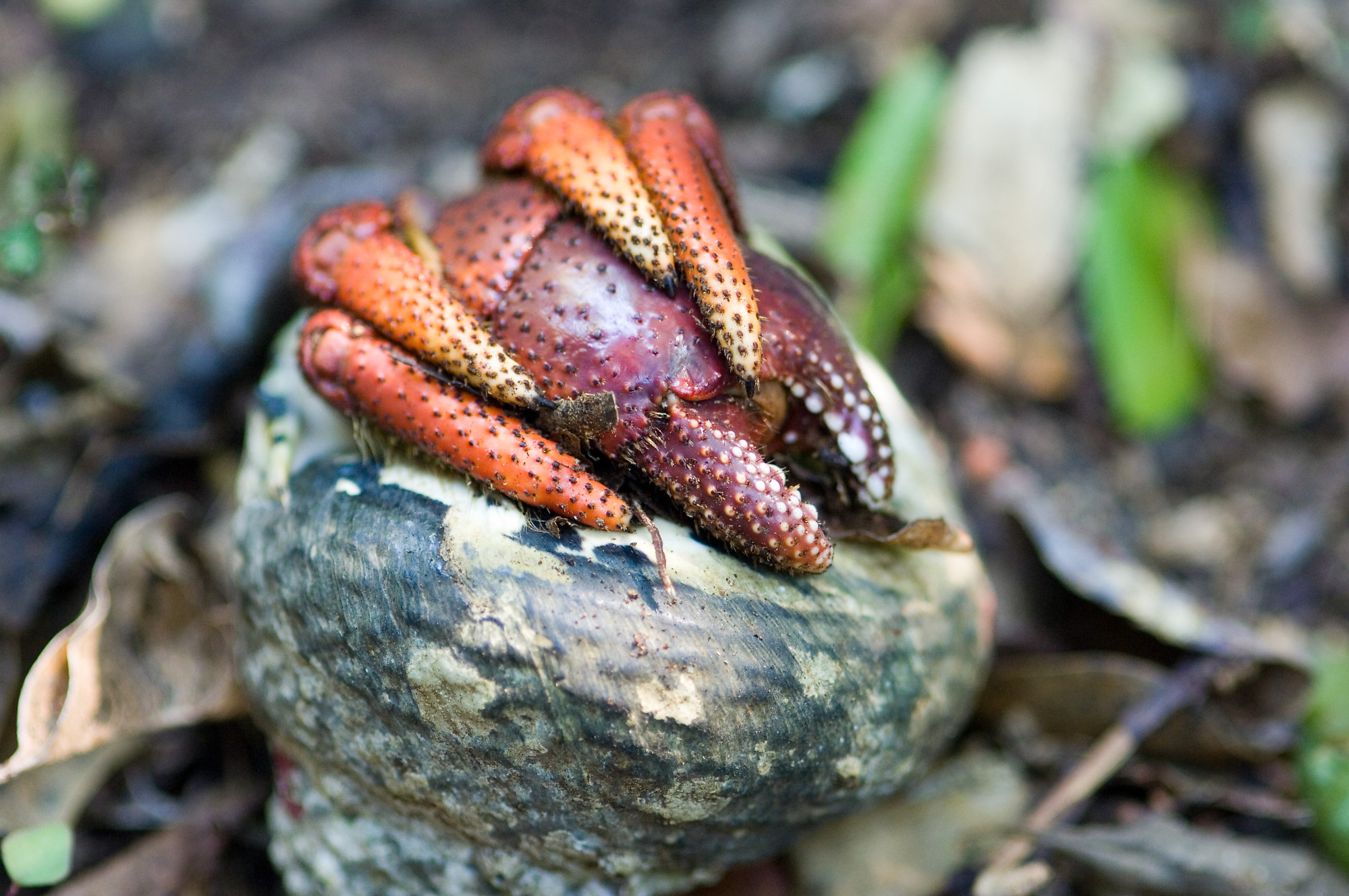 Land Hermit Crab