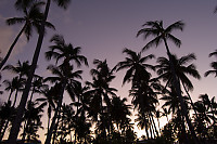 Palm Trees At Sunset