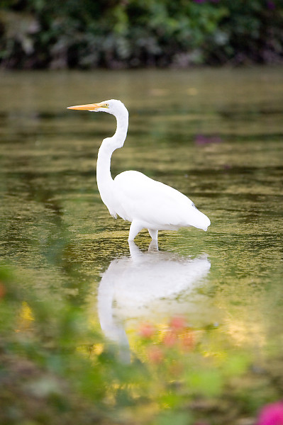 Great Egret