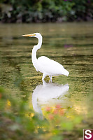 Great Egret