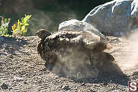 Blue Grouse Ruffling Dust