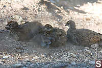 Blue Grouse Chicks