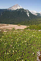 Ground Cover And Diamond Head