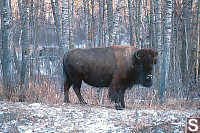 Single Buffalo