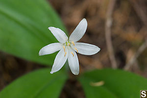 Queens Cup At End Of Bloom