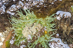 Buried Green Anemone