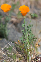 Road Side Poppy