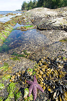 Sea Star Tide Pool