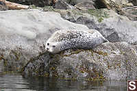 Seal High Up On Rock