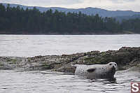 Seal On Rock