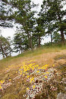 Stone Crop In Forest