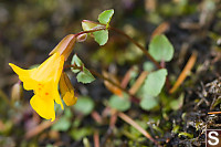 Yellow Monkey Flower