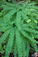 Maidenhair Ferns