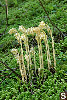 Indian Pipe