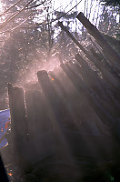 Wood Stack