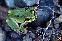 Pacific Treefrog