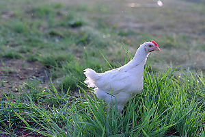 chicken in field