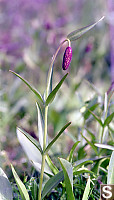 Chocolate Lily - Fritillaria lanceolata