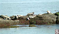 Seals on Belle Islands