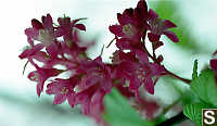 Red-Flowering Currant - Ribes sanguineum