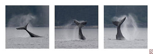 Humpback Tail Flicking