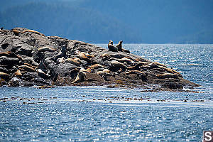 Sea Lion Haul Out With Pups On Garcin Rocks