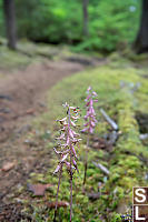 Spotted Coralroot Growing Trailside