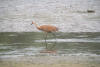 Young Sandhill Crane