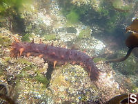 California Sea Cucumber