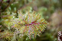 Red Branching Moss