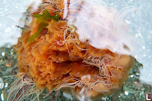 Lions Mane Jellyfish In Shallows