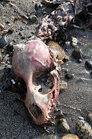 Seal Skull Washed Up On Beach