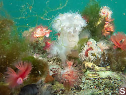 Colourful Tube Worms
