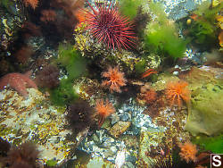 Orange Sea Cucumbers