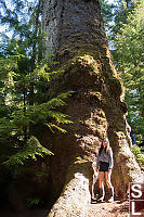 Nara With Giant Spruce Tree